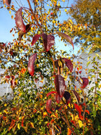 Pyrus pyrifolia BIO - Nashi sauvage