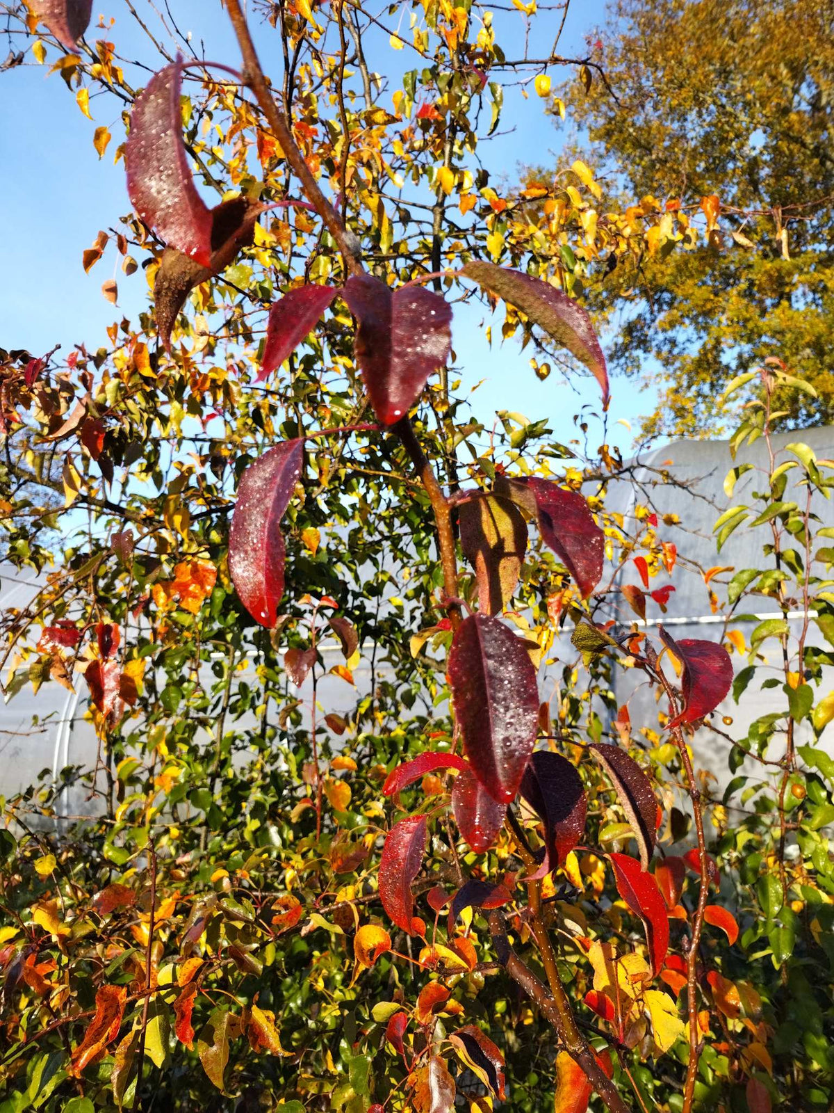 Pyrus pyrifolia BIO - Nashi sauvage