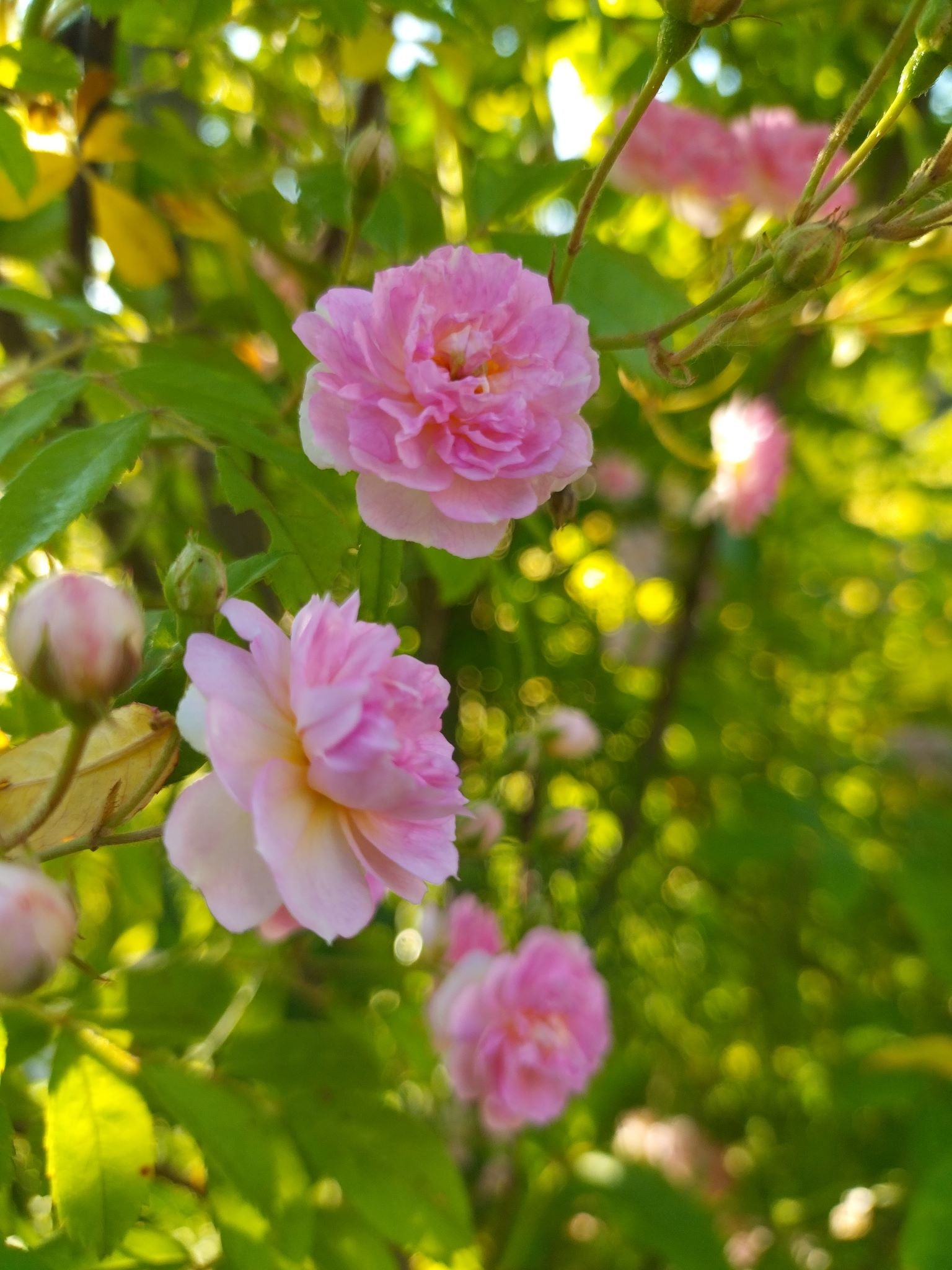 Rosa 'Eleonore Berkeley' BIO