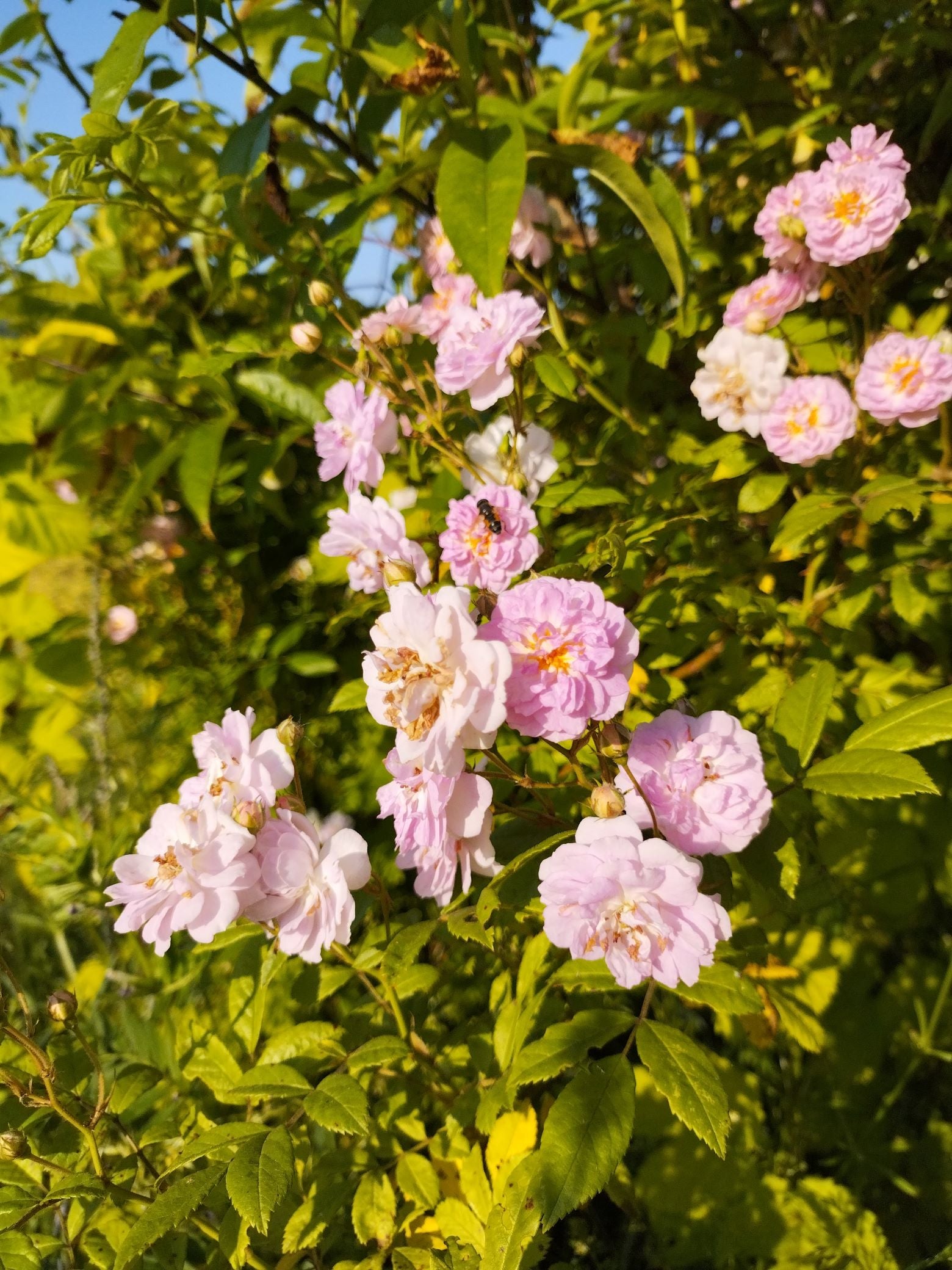 Rosa 'Eleonore Berkeley' BIO