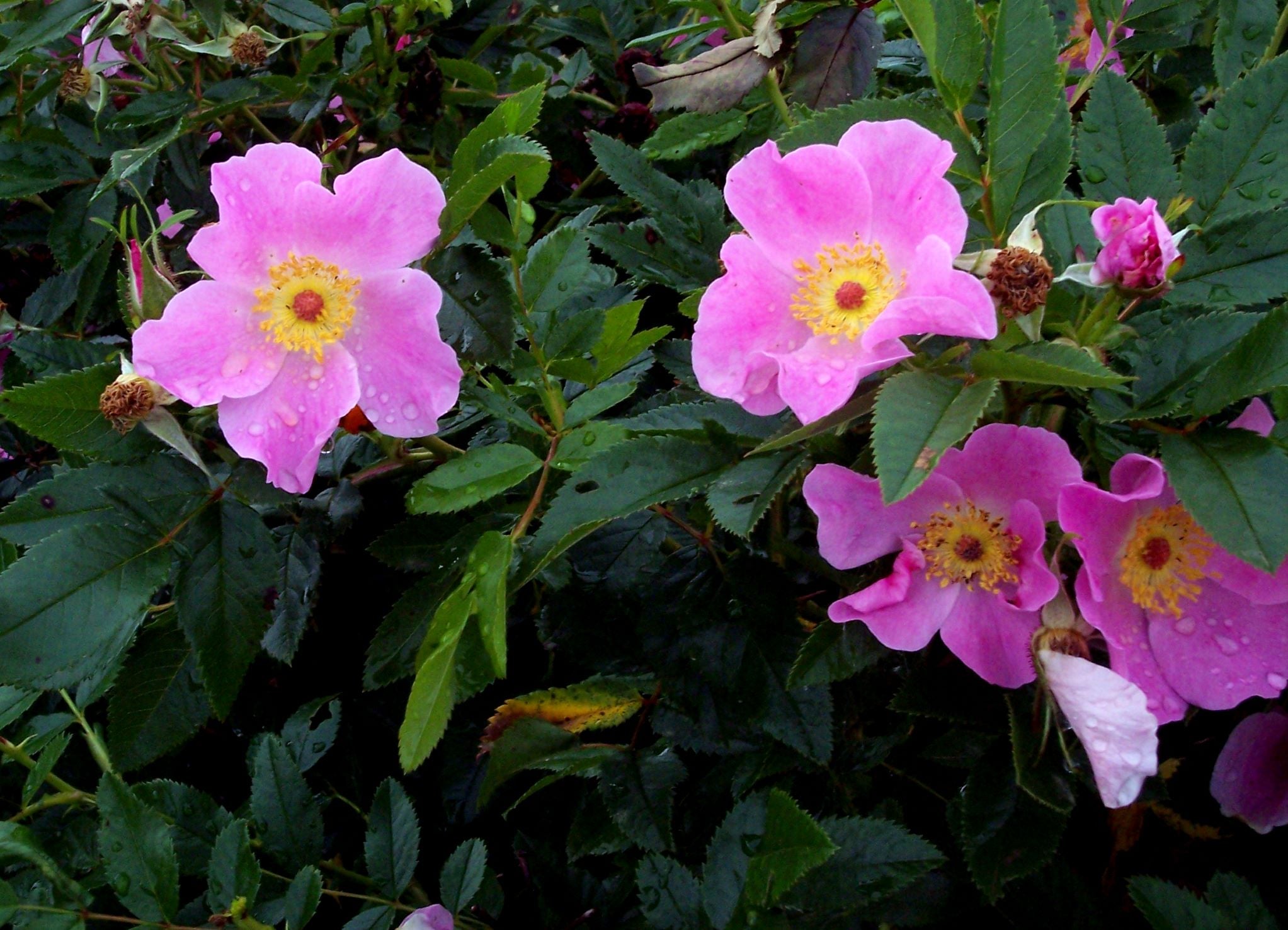 Rosa virginiana BIO