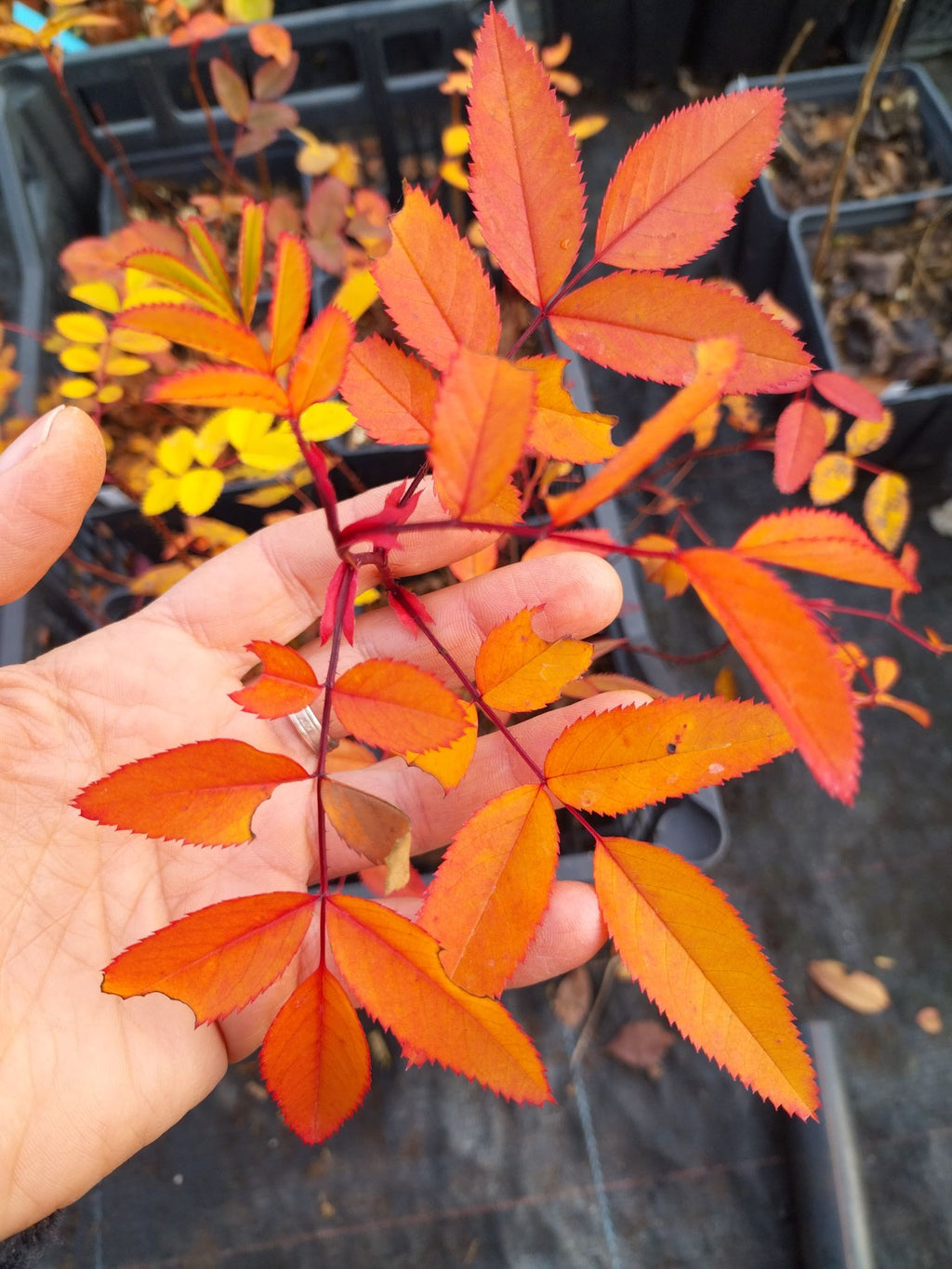 Rosa virginiana BIO