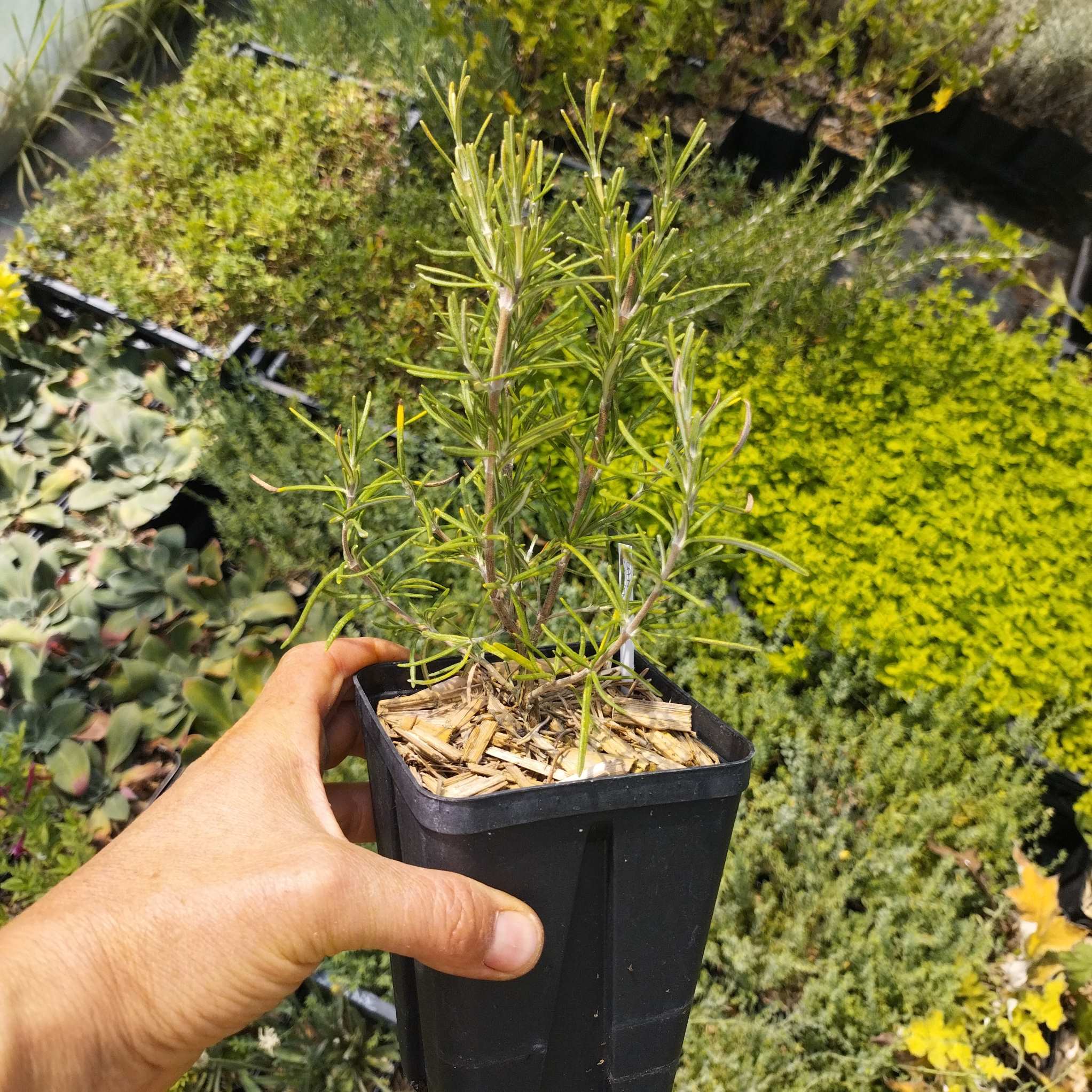Rosmarinus officinalis 'Blanc des Calanques' BIO