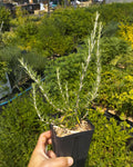 Rosmarinus officinalis 'Boule'