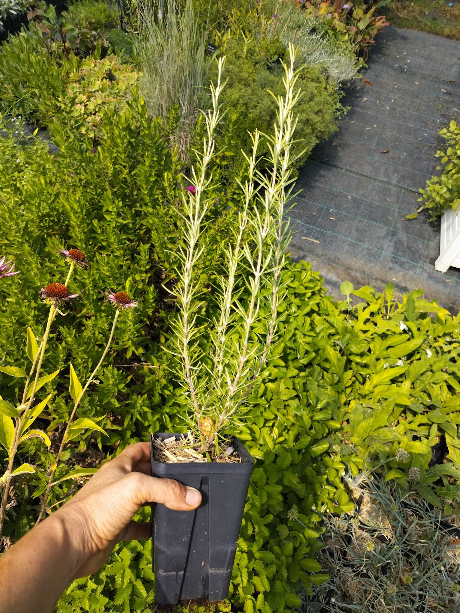 Rosmarinus officinalis 'Minerve' BIO