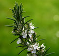 Rosmarinus officinalis 'Blanc des Calanques' BIO