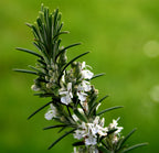 Rosmarinus officinalis 'Blanc des Calanques' BIO