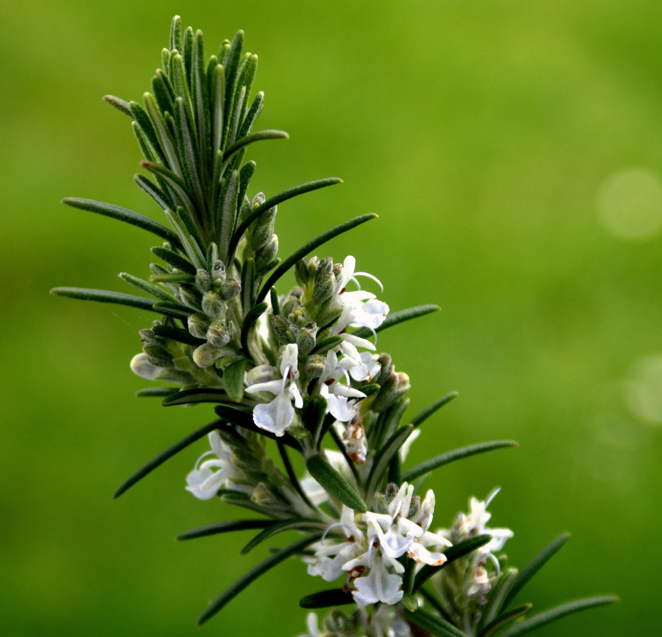 Rosmarinus officinalis 'Blanc des Calanques' BIO