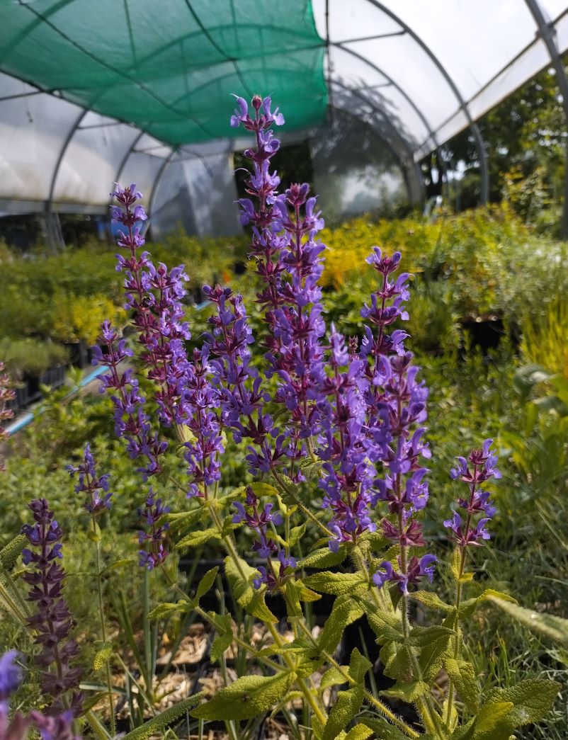 Salvia amplexicaulis BIO
