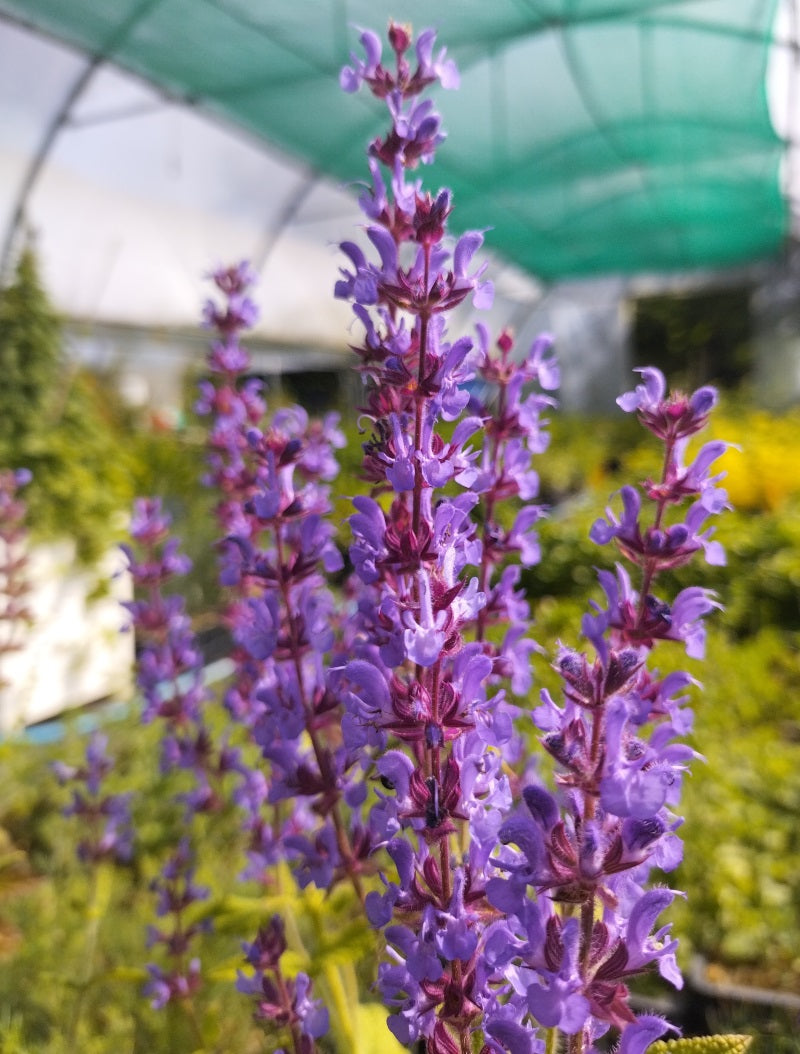 Salvia amplexicaulis BIO