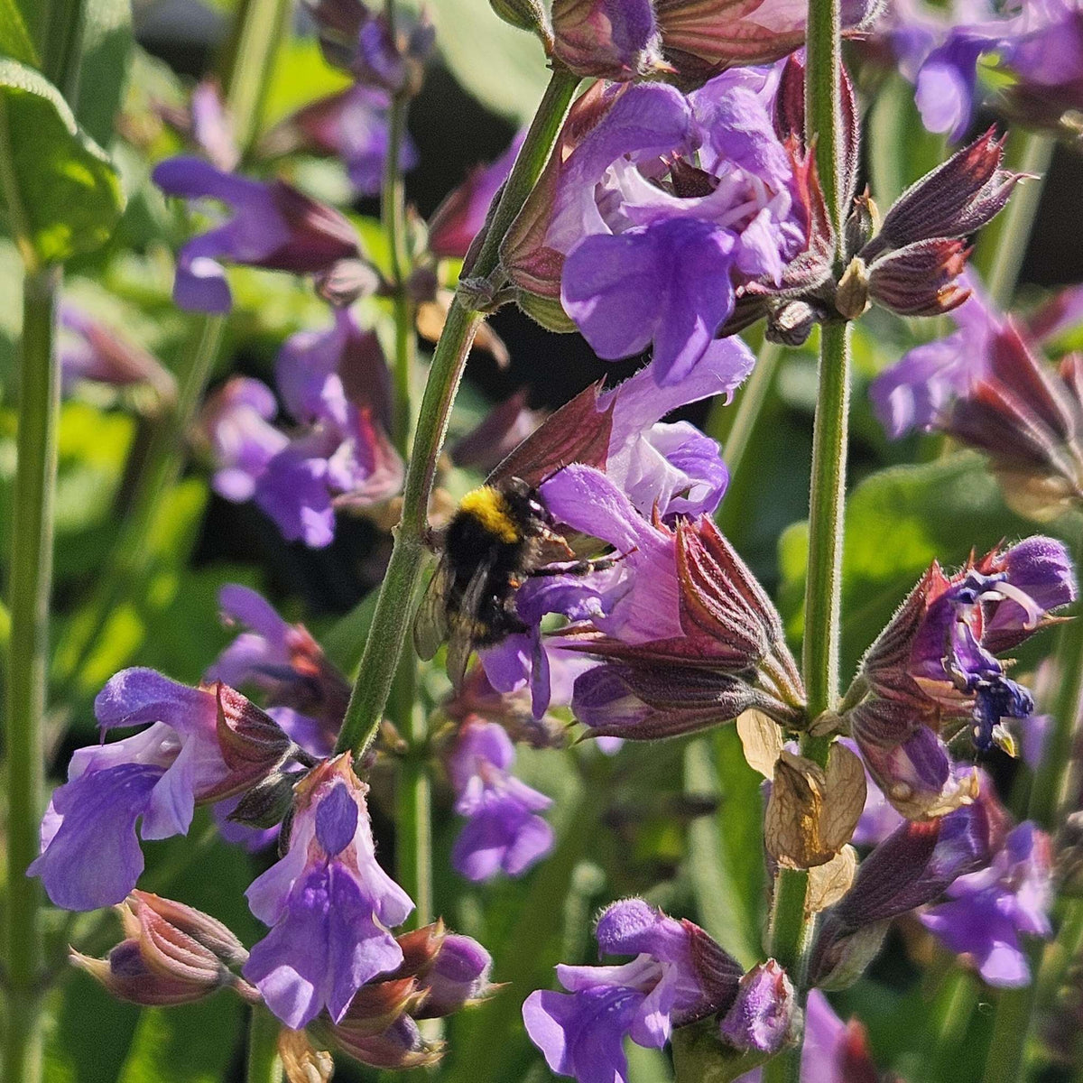 Salvia officinalis - Sauge officinale 'Extrakta' BIO