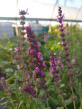 Salvia nemorosa 'Rose Queen' BIO