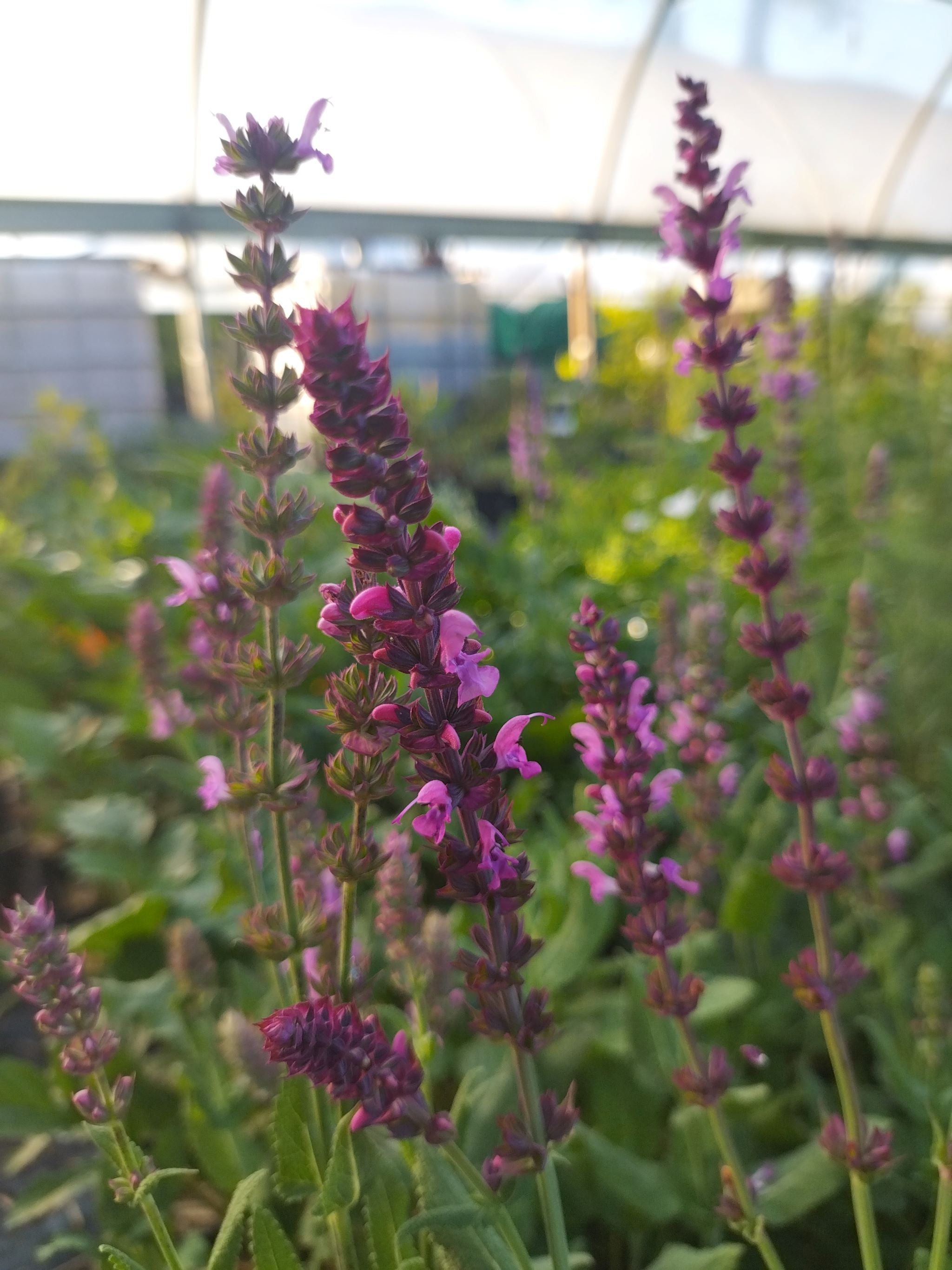 Salvia nemorosa 'Rose Queen' BIO