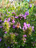 Satureja montana ssp. illyrica - Sarriette de Turquie BIO