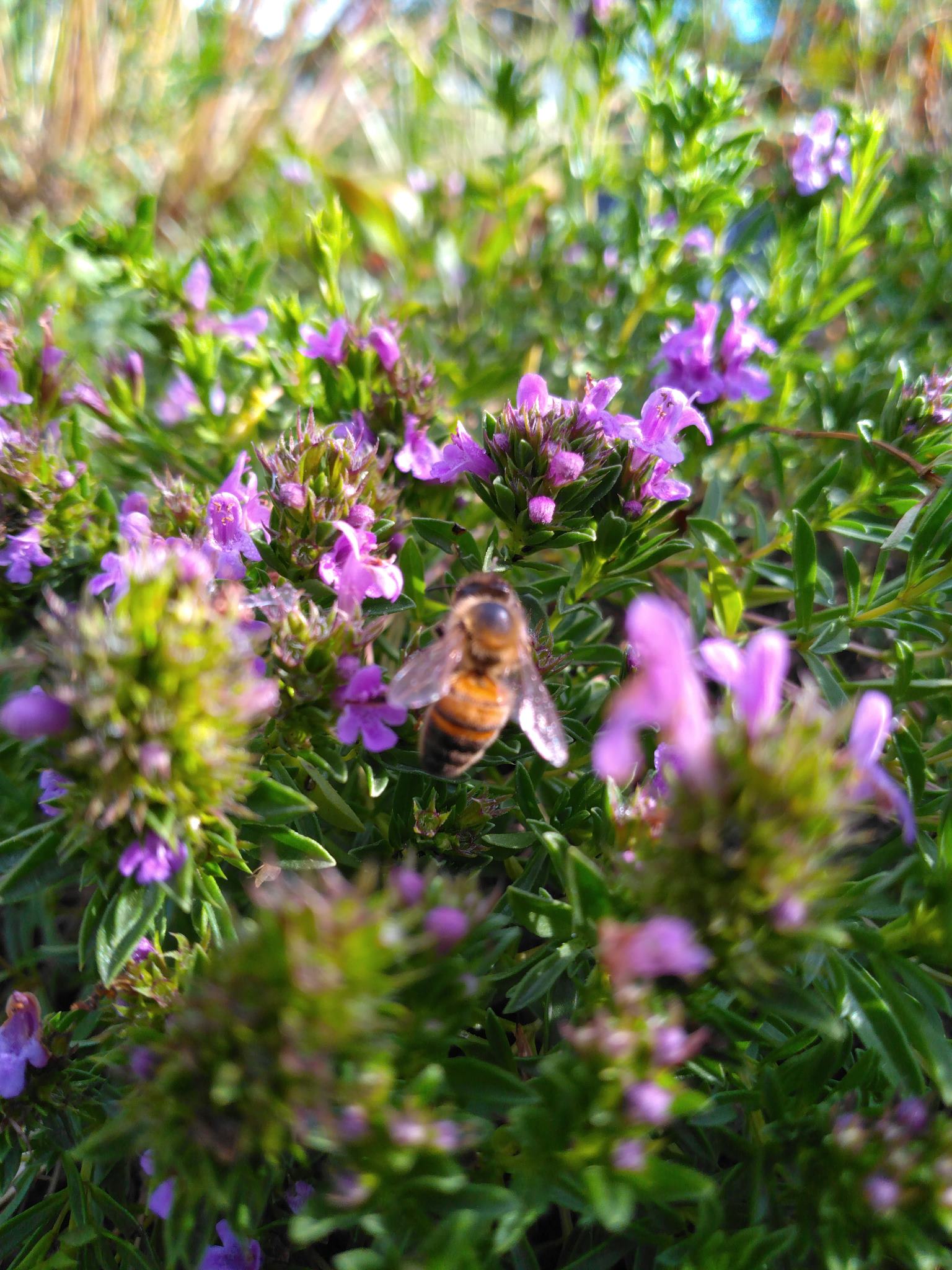 Satureja montana ssp. illyrica - Sarriette de Turquie BIO