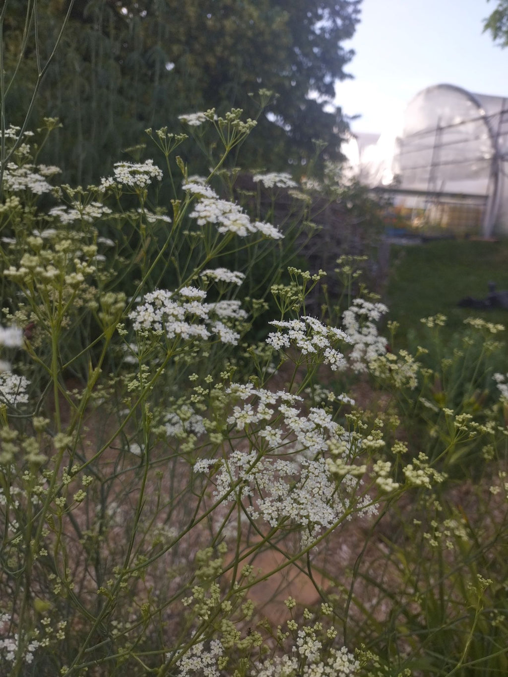 Seseli elatum ssp. osseum BIO