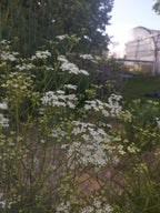 Seseli elatum ssp. osseum BIO
