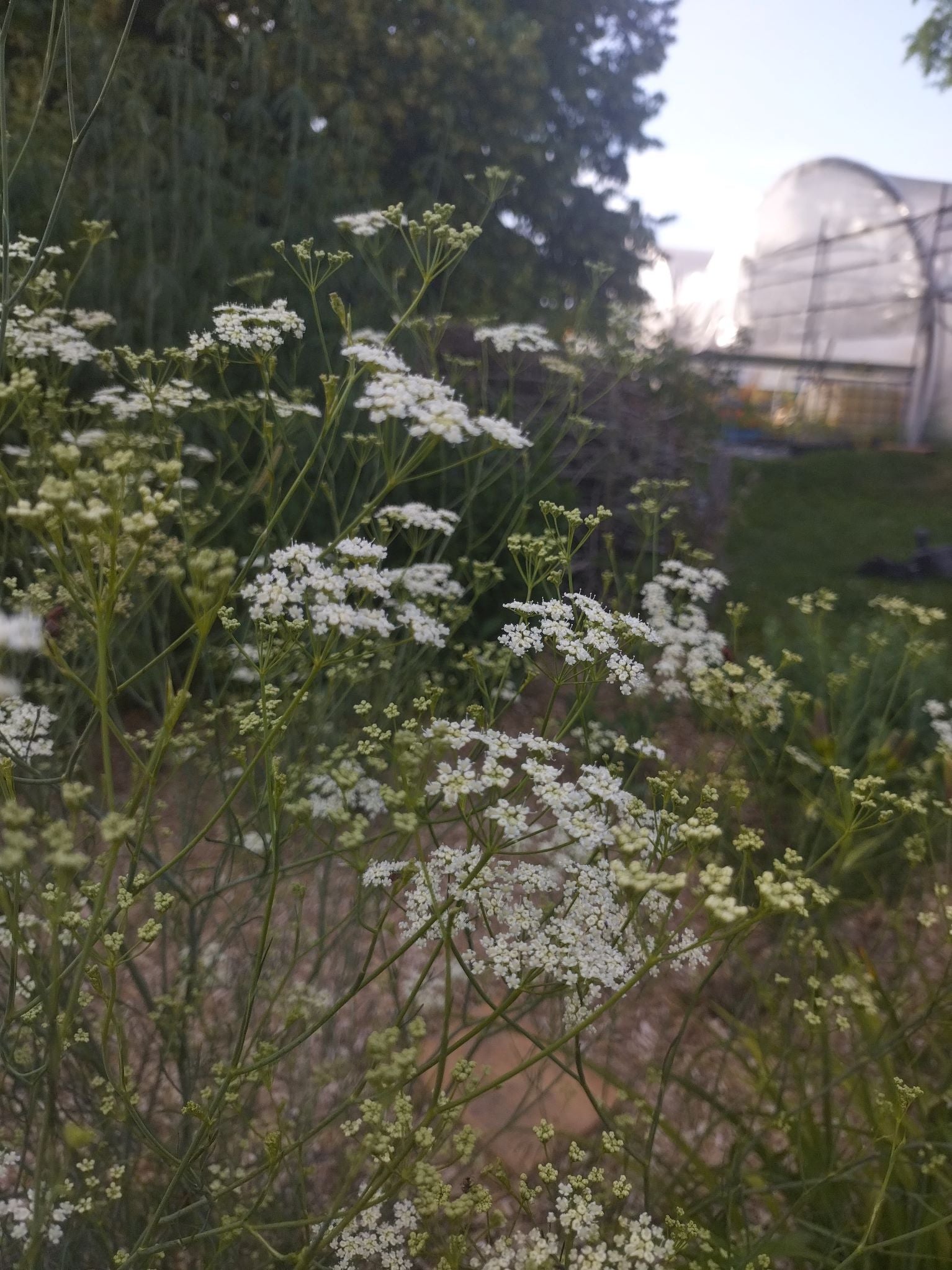 Seseli elatum ssp. osseum BIO