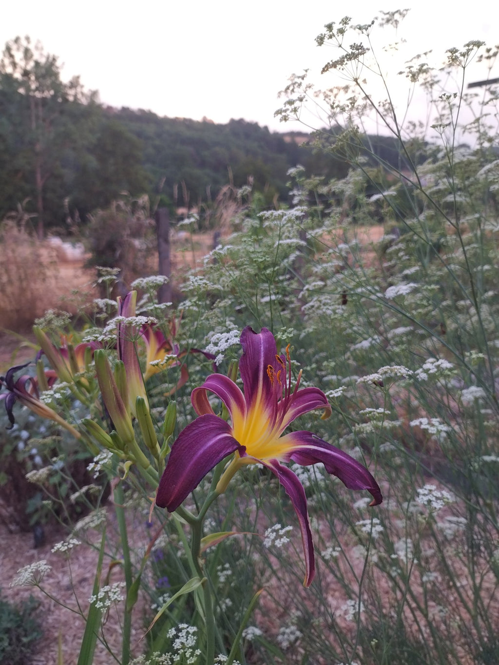 Seseli elatum ssp. osseum BIO
