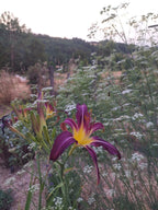 Seseli elatum ssp. osseum BIO