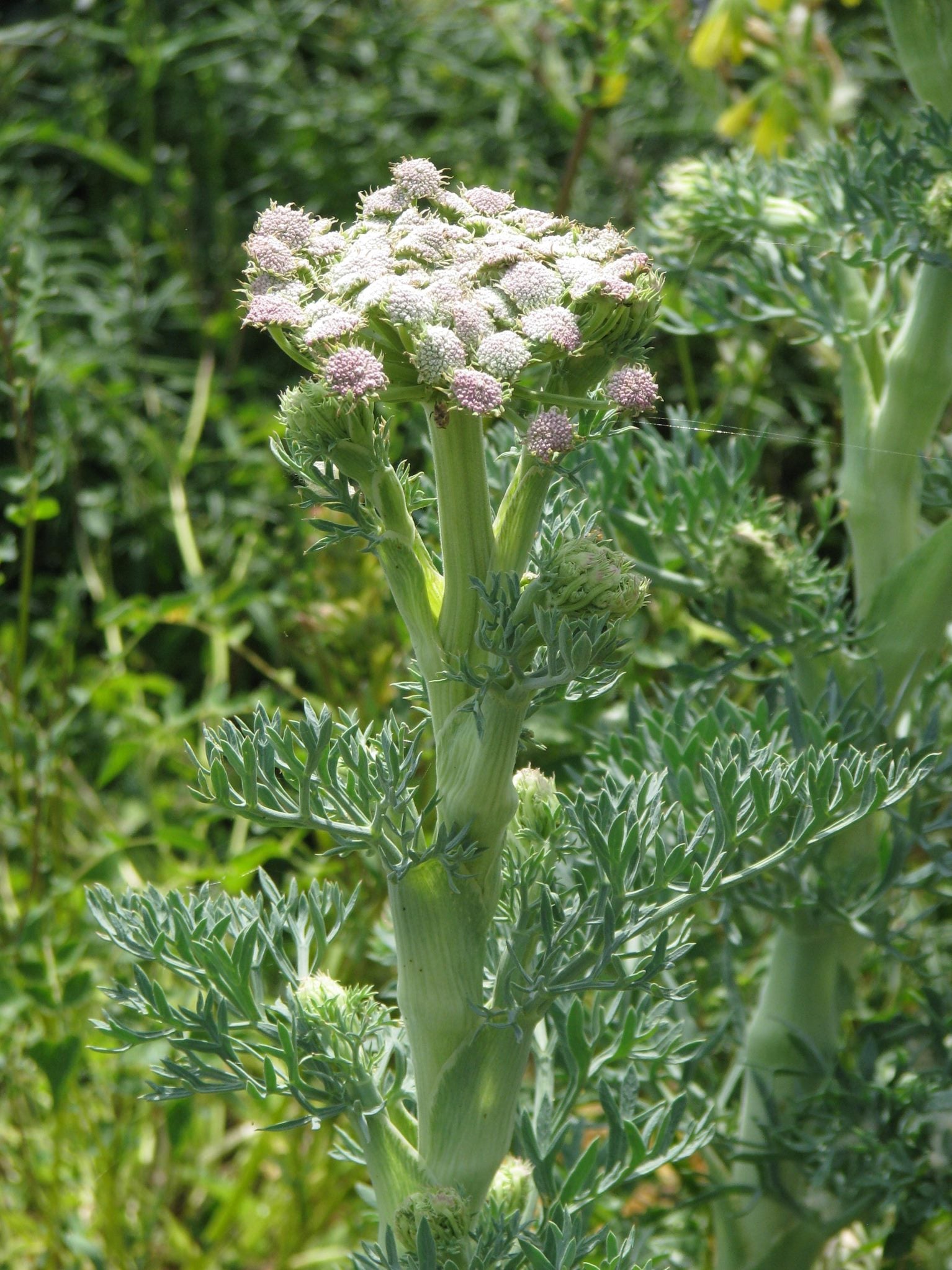 Seseli gummiferum BIO