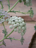 Seseli gummiferum BIO