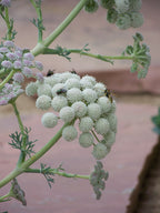 Seseli gummiferum BIO