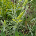 Sideritis scardica BIO