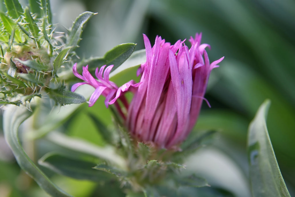 Stokesia laevis BIO