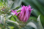 Stokesia laevis BIO