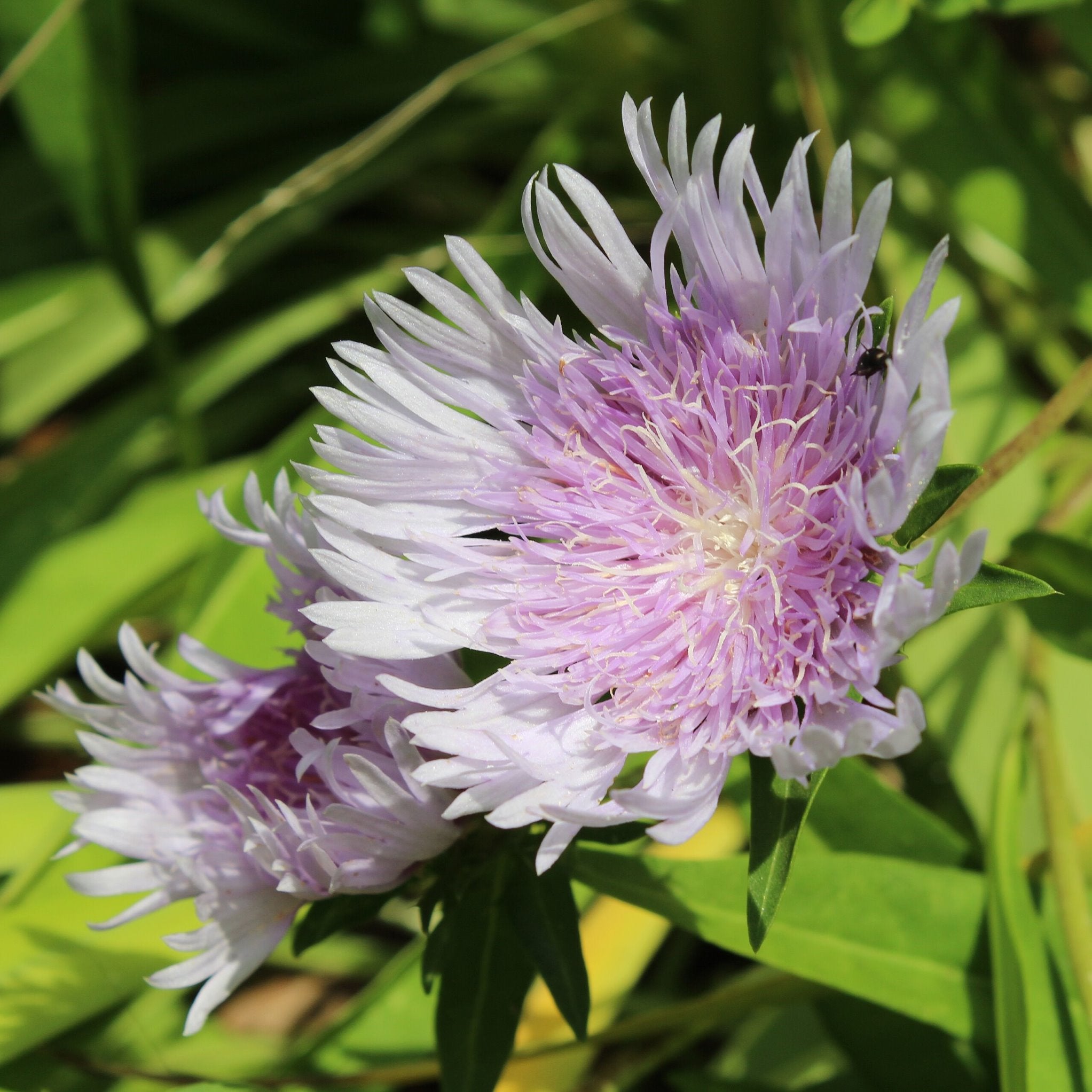 Stokesia laevis BIO