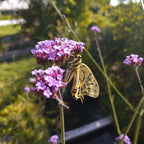 Verbena bonariensis BIO