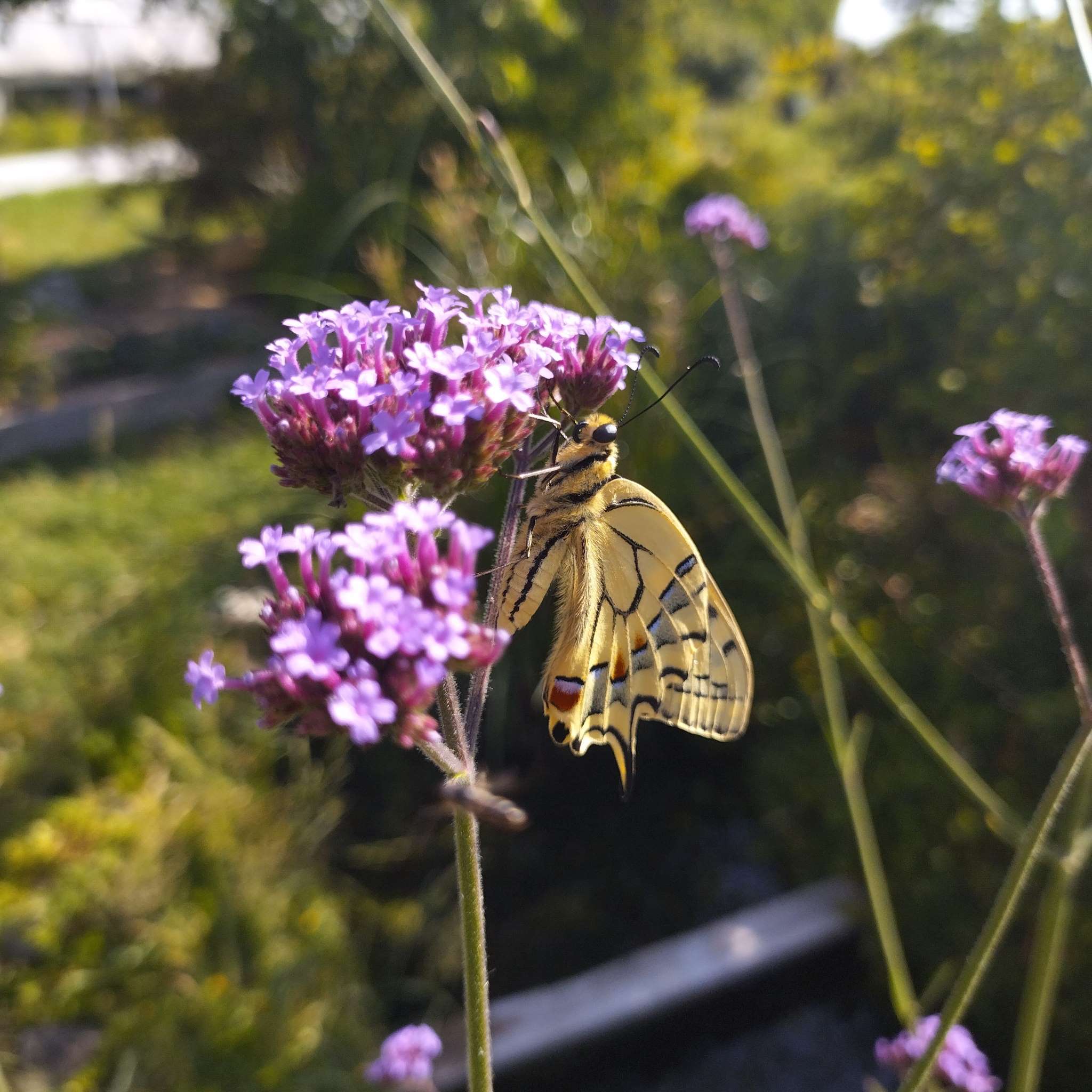 Verbena bonariensis BIO