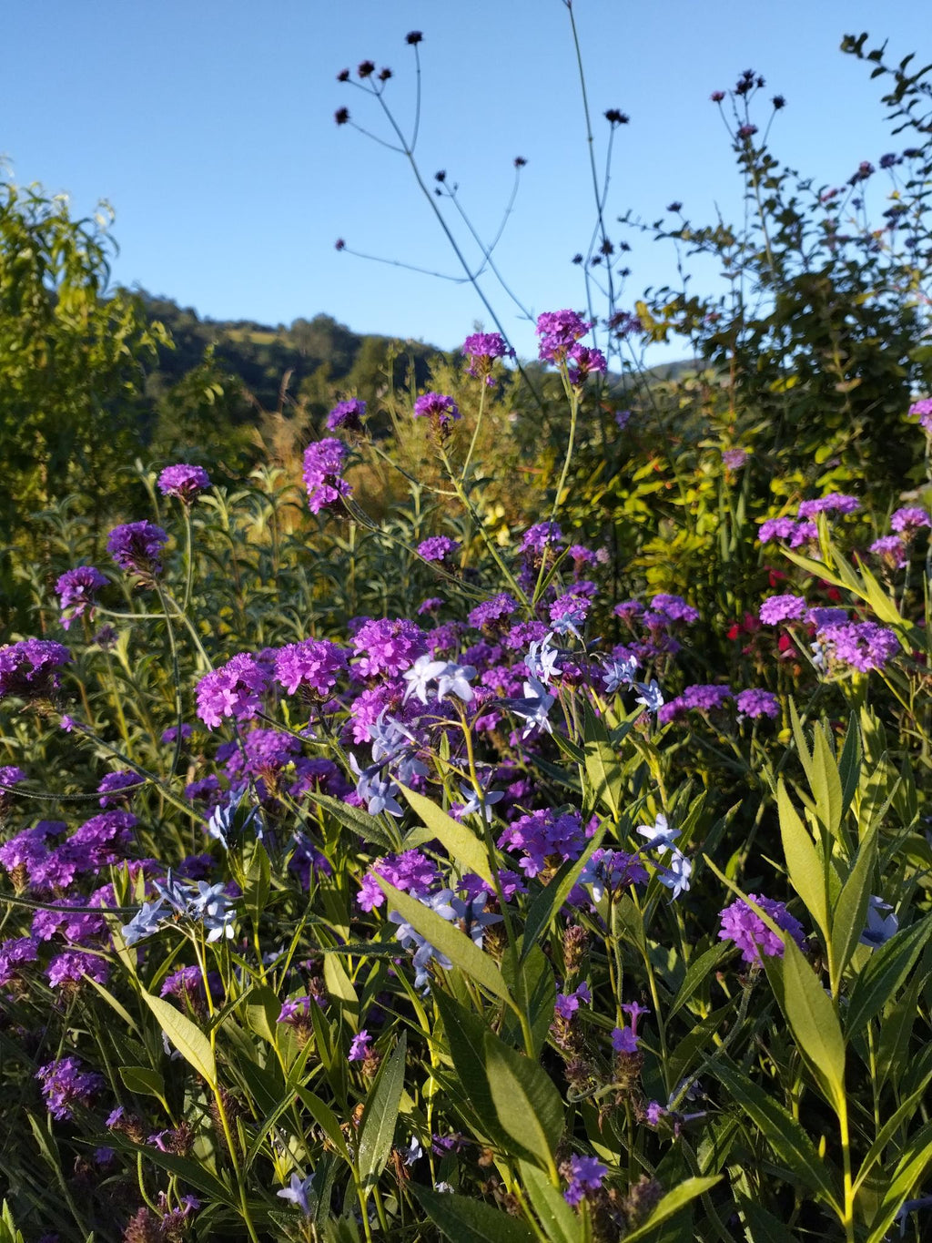 Verbena venosa BIO