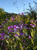 Verbena venosa BIO