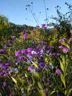 Verbena venosa BIO