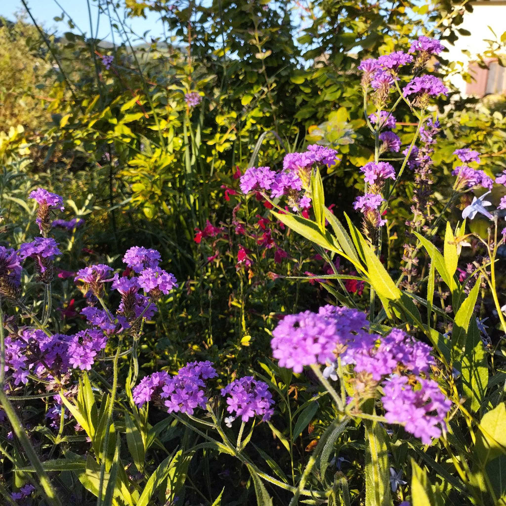 Verbena venosa BIO