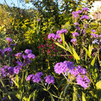 Verbena venosa BIO