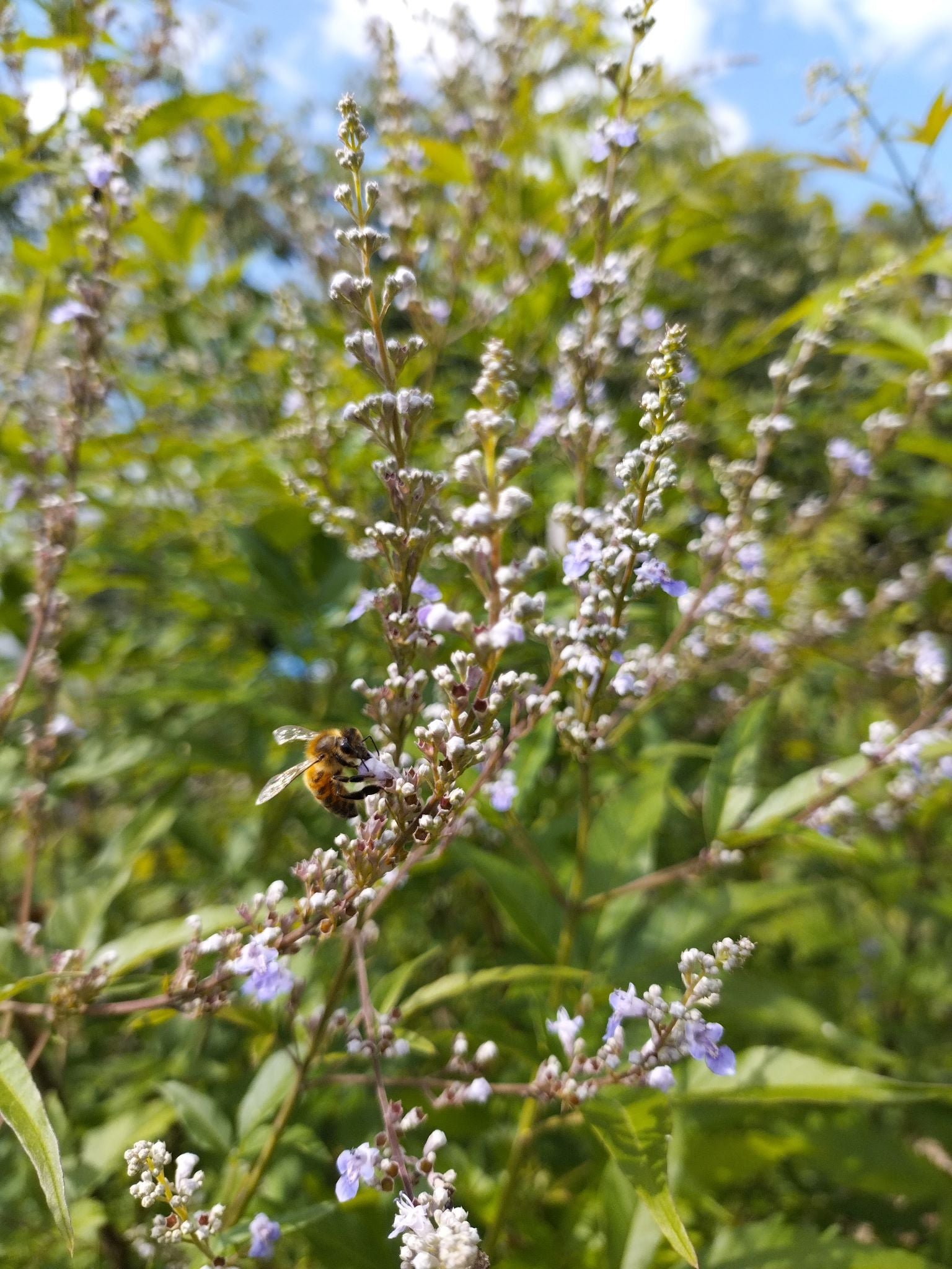 Vitex negundo BIO