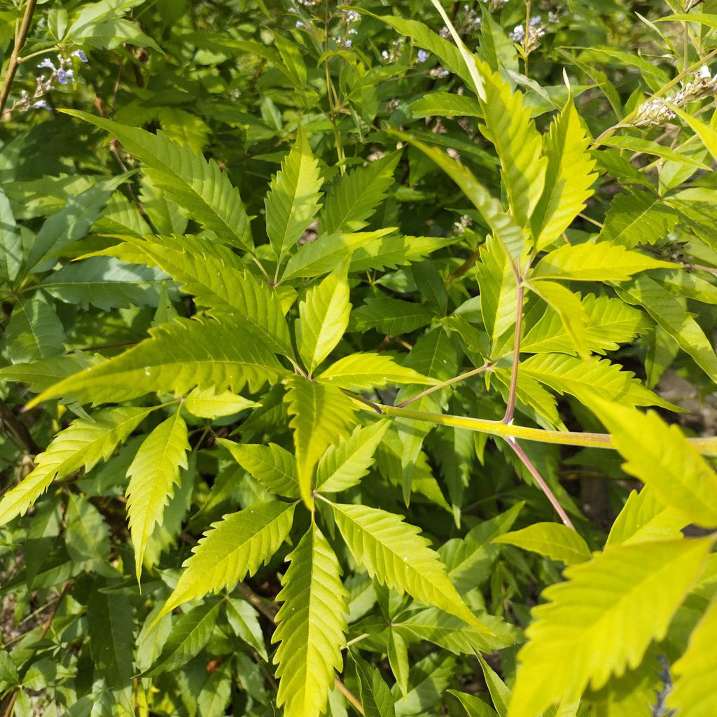 Vitex negundo BIO