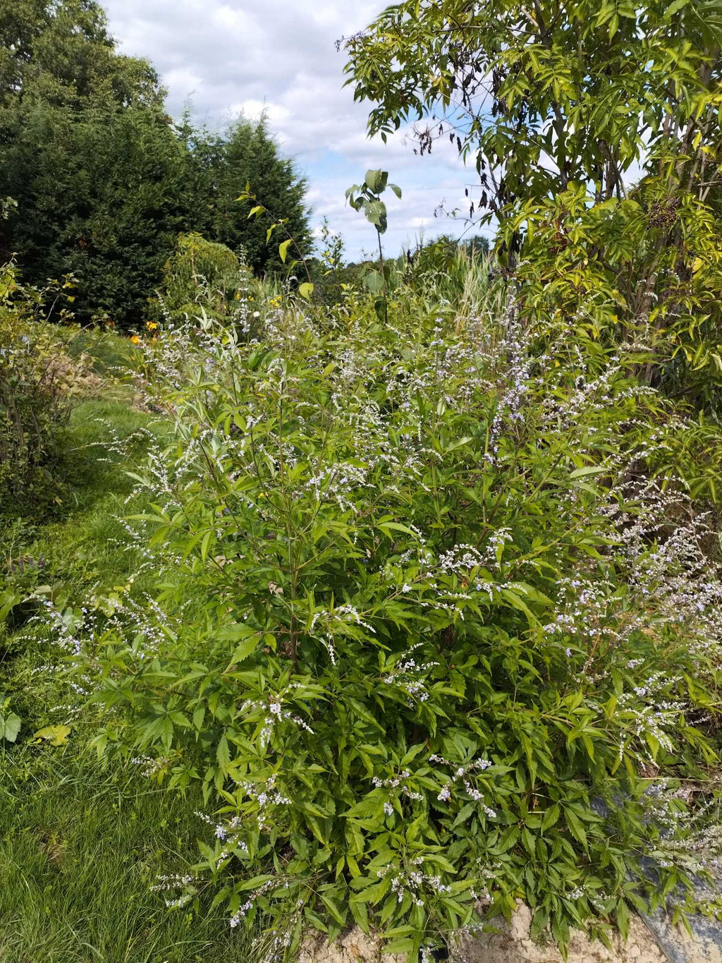 Vitex negundo BIO