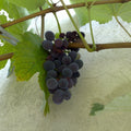 Vitis 'Isabelle' - vigne BIO