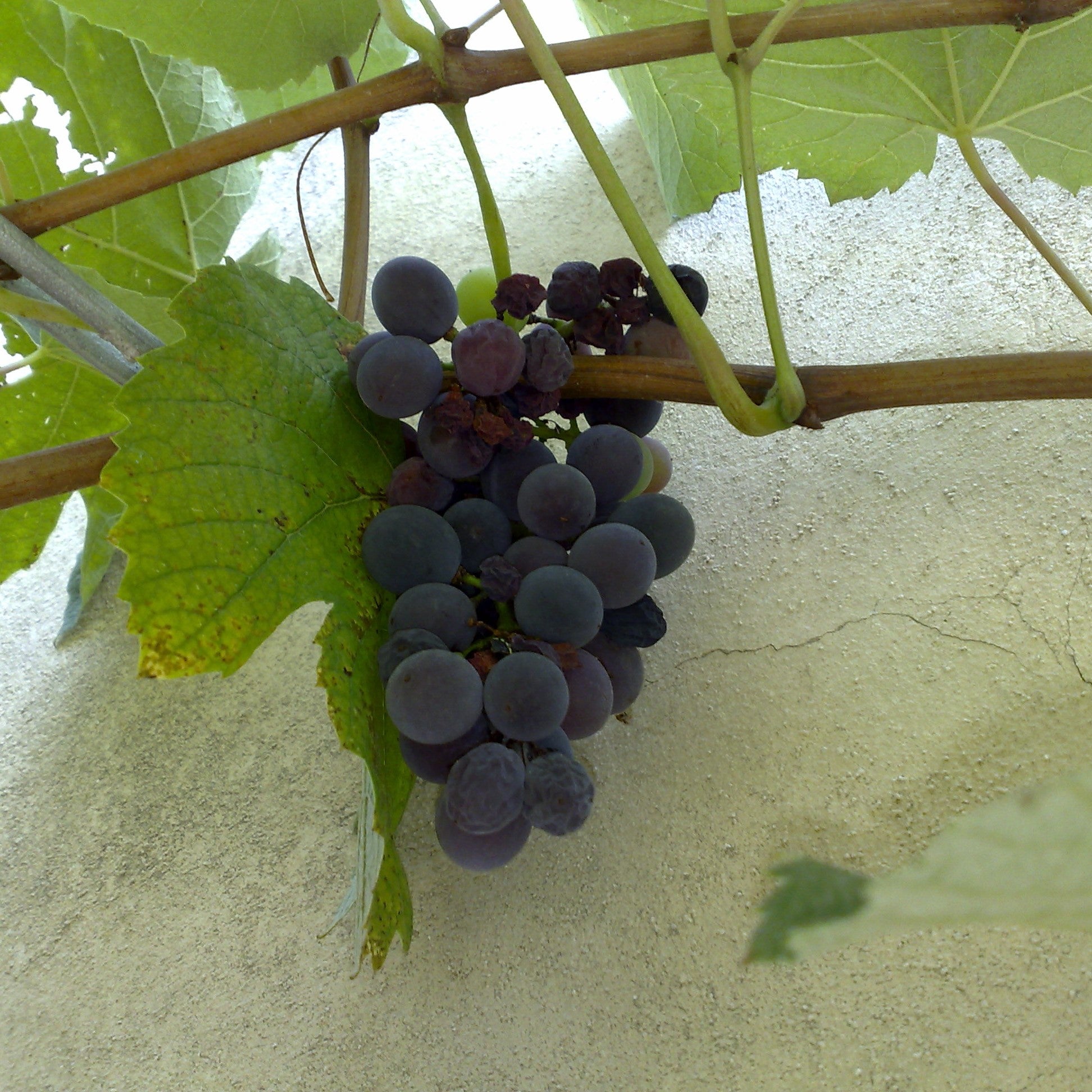 Vitis 'Isabelle' - vigne BIO
