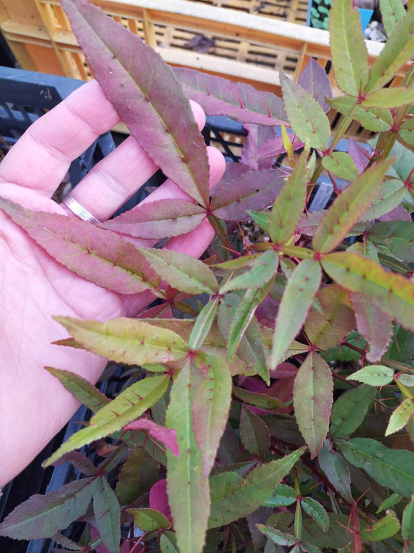 Poivrier de Timut - Zanthoxylum armatum BIO