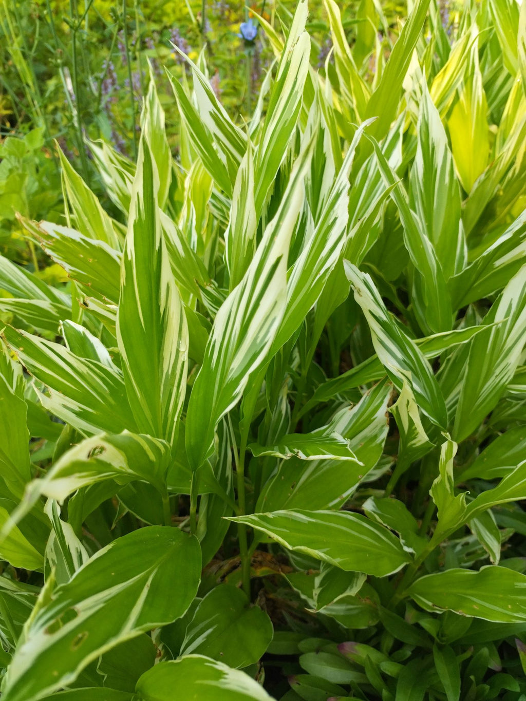 Zingiber mioga 'Dancing Crane' - Gingembre japonais BIO