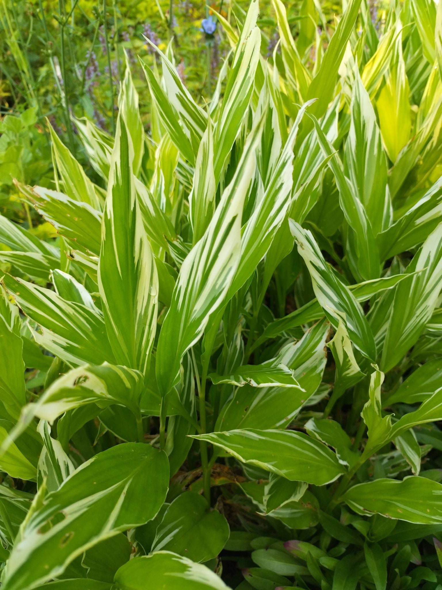 Zingiber mioga 'Dancing Crane' - Gingembre japonais BIO