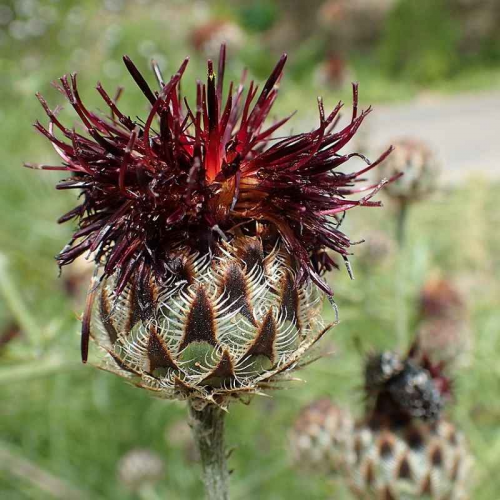 Journée des plantes rares au Chateau de la ferté (71)
